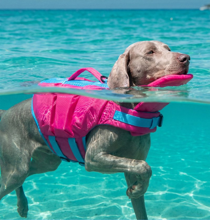 Pet Life Jacket