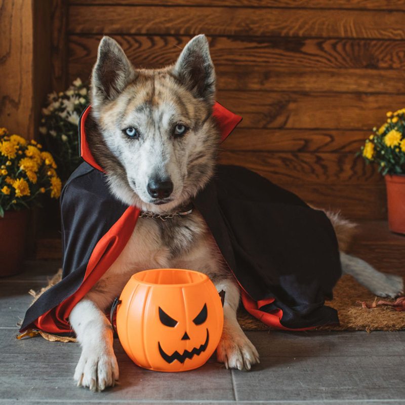 Halloween Cat Dog Pet Cape Costume